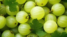 Green Gooseberry Background. Ripe Juicy Berry. An Orchard.