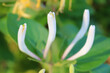 Close-up shot a blooming flower of Lonicera caprifolium, the Italian woodbine, perfoliate honeysuckle, goat-leaf honeysuckle, Italian honeysuckle, or perfoliate woodbine. A bee.