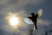 Top View Of Backlit Bird In Flight With Sun Shining Through Its Spread Wings, Creating A Rainbow Diffraction Effect On The Feathers