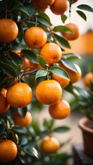 Wall Mural - Juicy tangerines ripening on a tree branch on a sunny day