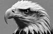 Black and white photo of the American bald eagle head. The bird opens it`s beak looks like attempting make a sound. EAGLE FRAMED PRINTS