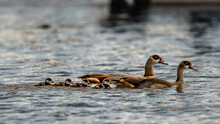 Family Of Egyptian Goose In Water
