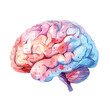 Watercolor vector illustration colored brain 