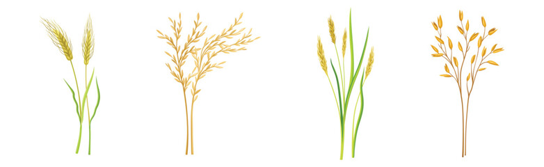 Wall Mural - Grass Cereal Crops and Agricultural Plant Vector Set