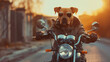 A Dog Wearing Sunglasses Is Sitting On A Motorcyc