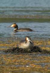 A great crested grebe in hatching on a floating nest