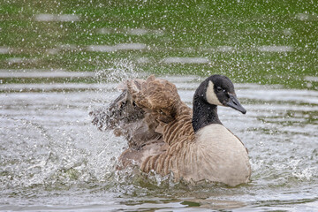 Sticker - Close up of a Canada Goose splashing water with flapping wings on lake.