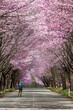 Photographer on a rural road underneath a beautiful Cherry Blossom tunnel