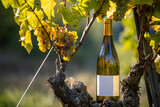 Fototapeta Do pokoju - Bouteille de vin blanc et son étiquette blanche au milieu des vignes et des grappes de raisin blanc.