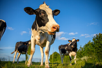 Wall Mural - Troupeau de vache laitière au milieu des champ et de la campagne au printemps.