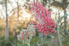 Two Pink Grevillea Blossoms On A Frosty Morning