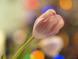 Fototapeta Tulipany - close up of tulip