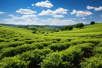 Poster - A vibrant, lush green field extends as far as the eye can see, under a clear blue sky