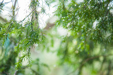 Green Leaves Of A Native Melaleuca Bush Sparkling With Rain Water