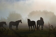 Horses silhouetted in the mist at sunrise