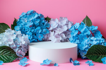 Wall Mural - Blank white podium surrounded by vibrant blue and pastel hydrangea blossoms on a pink background, ideal for product display or Mother's Day concept with copy space