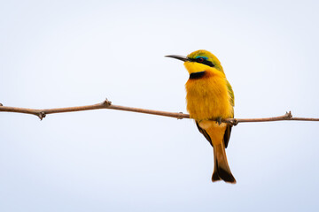 Wall Mural - Little bee-eater turns head on narrow branch