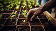 Hands close-up planting sprouts of seedlings in spring