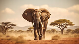 Fototapeta Perspektywa 3d - elephant in background