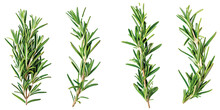 Vector Image Of Rosemary On White Background.