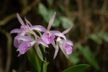 Wall Mural - White and purple orchids on green leaves background. Purple Guaria orchid