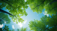 Green Leaves And Sky, Clear Blue Sky And Green Trees Seen From Below