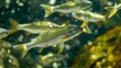 Allis Shad in Its Natural Habitat: Graceful Fish Amidst River Currents