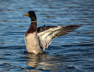 Wall Mural - duck flapping its wings in water (prospect park lake brooklyn new york)