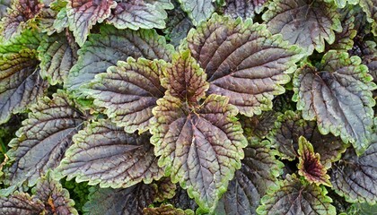 Wall Mural - vertical closeup of the foliage of tiramisu alumroot heuchera tiramisu