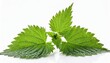 © RichieS - nettle leaves isolated on white background