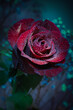 Czerwona róża z kroplami rosy