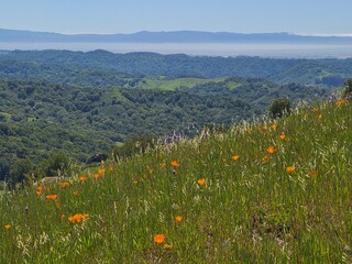 Poster - Poppies bloom in the hills of Las Trampas. In the distance, the San Francisco Bay water can be seen