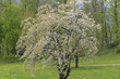 Kirschbaum, Kirschblüten