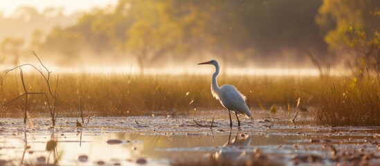 Canvas Print - A white bird stands in the water at Kakadu National Park, showcasing the majestic wildlife in this natural habitat.