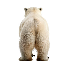 back polar bear isolated on transparent or white background