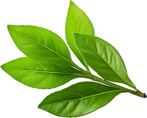 Wall Mural - green tea leaves isolated on white or transparent background,transparency 