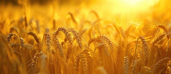 Canvas Print - A breathtaking view of a field filled with ripe wheat illuminated by the light of the setting sun.