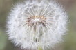 Macro Close-Up of  blowed Dandelion Seed Head 