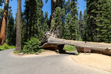 Fototapeta  - Sequoia National Park in California