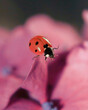 Macro Shot of Ladybug on Pink Flowers saiyng hello