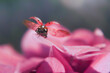 Macro Shot of  Flying Ladybug on Pink Flowers