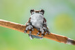 The Mission golden-eyed tree frog or Amazon milk frog (Trachycephalus resinifictrix) is a large species of arboreal frog native to the Amazon Rainforest
