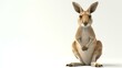 A kangaroo is sitting on a white background. The kangaroo is looking at the camera. It has a joey in its pouch. The joey is peeking out of the pouch.