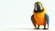 A beautiful parrot with bright blue and yellow feathers is sitting on a white background. The parrot has a black beak and a yellow crest.