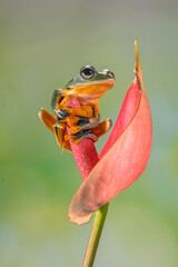 Wall Mural - Wallace's flying frog (Rhacophorus nigropalmatus), also known as the gliding frog or the Abah River flying frog, is a moss frog found at least from the Malay Peninsula into western Indonesia, and is p