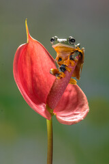 Wall Mural - Wallace's flying frog (Rhacophorus nigropalmatus), also known as the gliding frog or the Abah River flying frog, is a moss frog found at least from the Malay Peninsula into western Indonesia, and is p