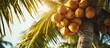 A lush tropical palm tree adorned with a bountiful bunch of coconuts hanging from its branches.