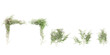 Group of Variegated-leaf hardy kiwi creeper plants, isolated on transparent background. 3D render