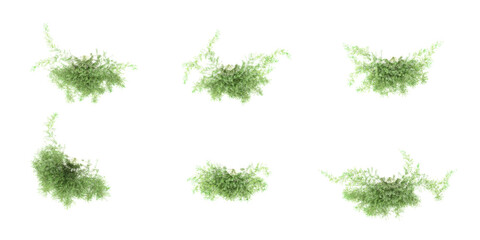 Poster - Set of Asparagus fern creeper plant,isolated on transparent background.Top view