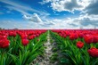 A vibrant field filled with red tulips sits beneath a cloudy blue sky, Pathway amidst the vibrant tulip fields in Holland, AI Generated